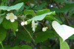 中山道宮ノ越　3.マタタビの花　葉が白くなる蔓性の木
