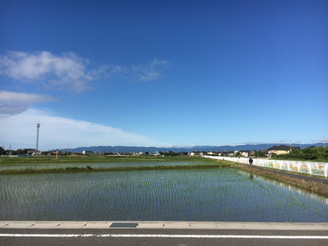 須賀駅近くの水田。遠くに養老山地が見えます。このあたりは水田を見ながら美濃路を進みます。
