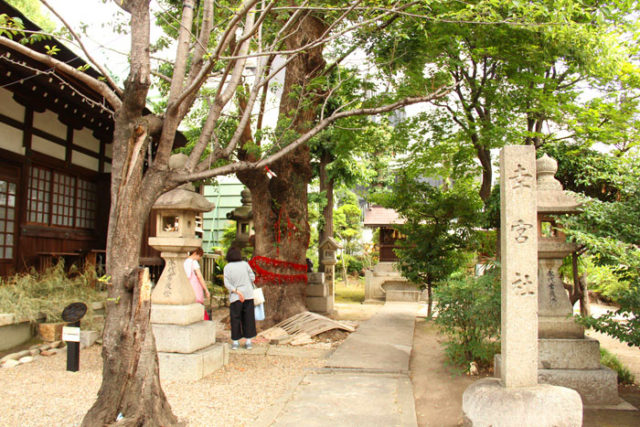今、三輪神社は縁結びの神社として女性の参拝客が多い。赤い糸がつけられているのは「えん結びの木」