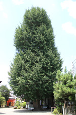 ���C���@�V���`�R�ȁ��Ǖ����@�ʐ^