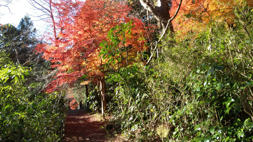 東海道　箱根　紅葉