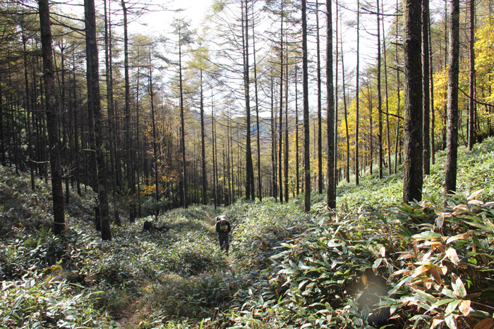 笹の斜面を登っていく