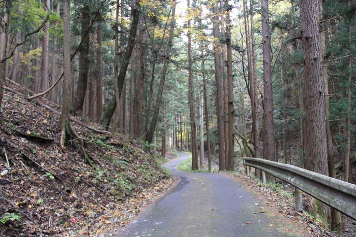 林道のようなすれ違いが厳しい県道254号