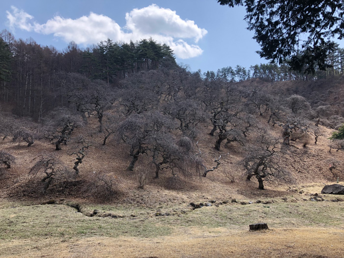 しだれ栗自生地。国天然記念物