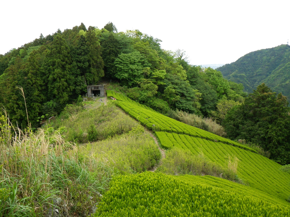 蔦の細道〜満観峰の旅　茶畑を通る