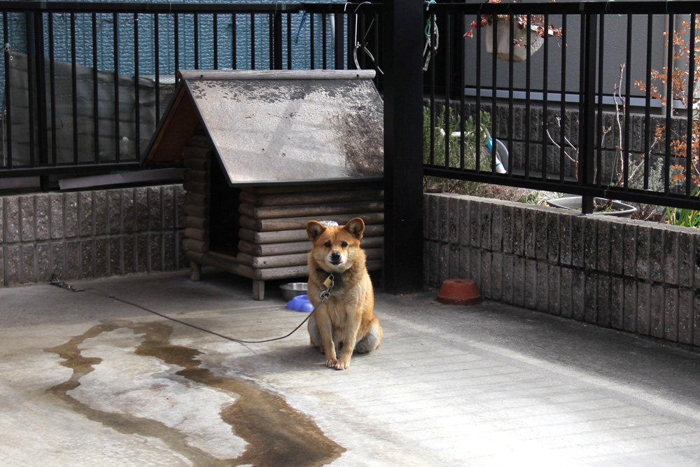 ホントに歩く東海道　岡崎城下（岡崎宿）　犬