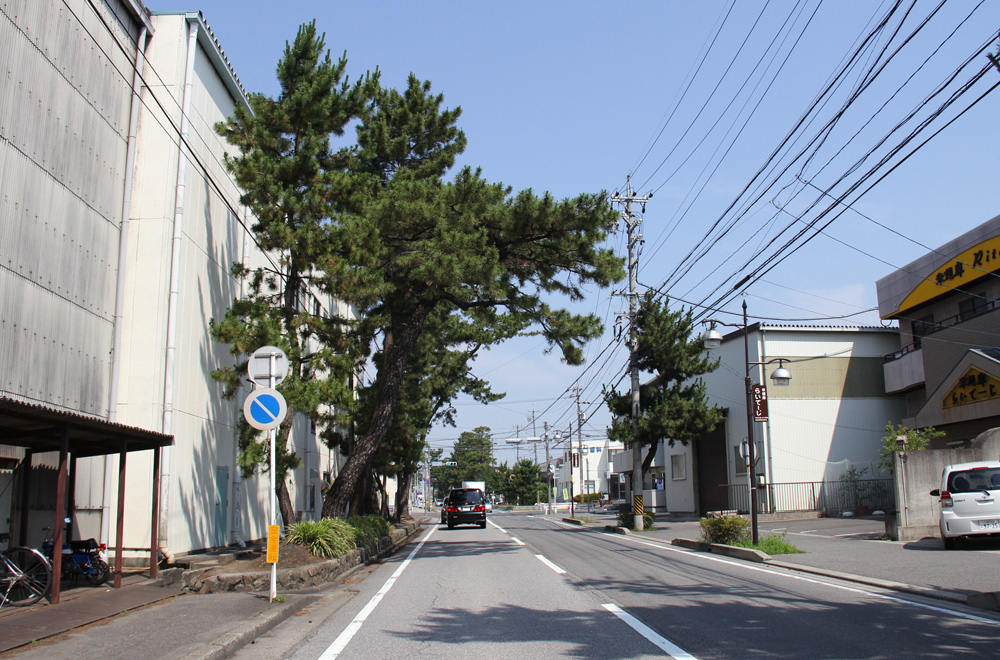 安城市の東海道の松並木